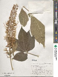 Aesculus parviflora image