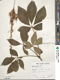 Aesculus parviflora image