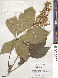 Aesculus parviflora image