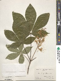 Aesculus parviflora image