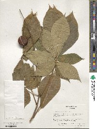 Aesculus parviflora image