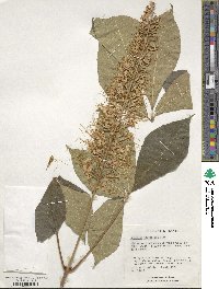 Aesculus parviflora image