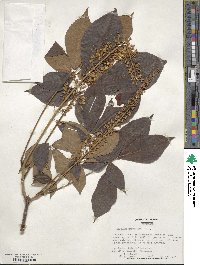 Aesculus parviflora image