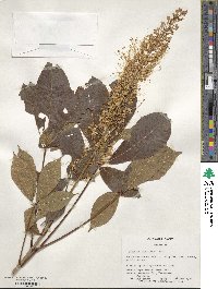 Aesculus parviflora image