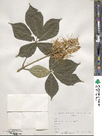 Aesculus parviflora image