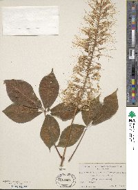 Aesculus parviflora image