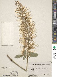 Aesculus parviflora image