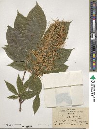 Aesculus parviflora image