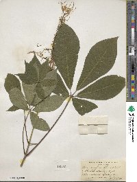 Aesculus parviflora image