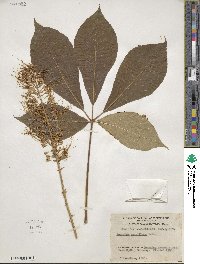 Aesculus parviflora image