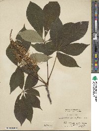 Aesculus parviflora image