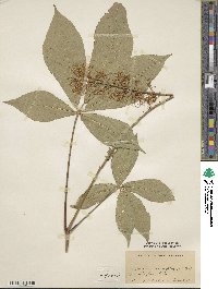 Aesculus parviflora image