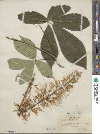 Aesculus parviflora image