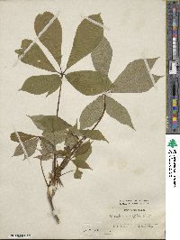 Aesculus parviflora image