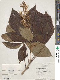 Aesculus parviflora image