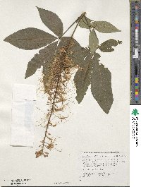 Aesculus parviflora image