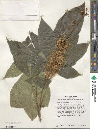 Aesculus parviflora image