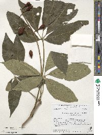 Aesculus parviflora f. serotina image