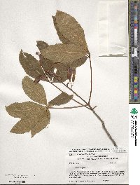 Aesculus pavia image