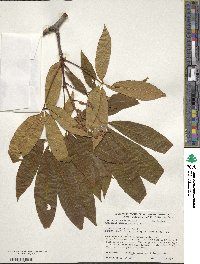 Aesculus pavia image