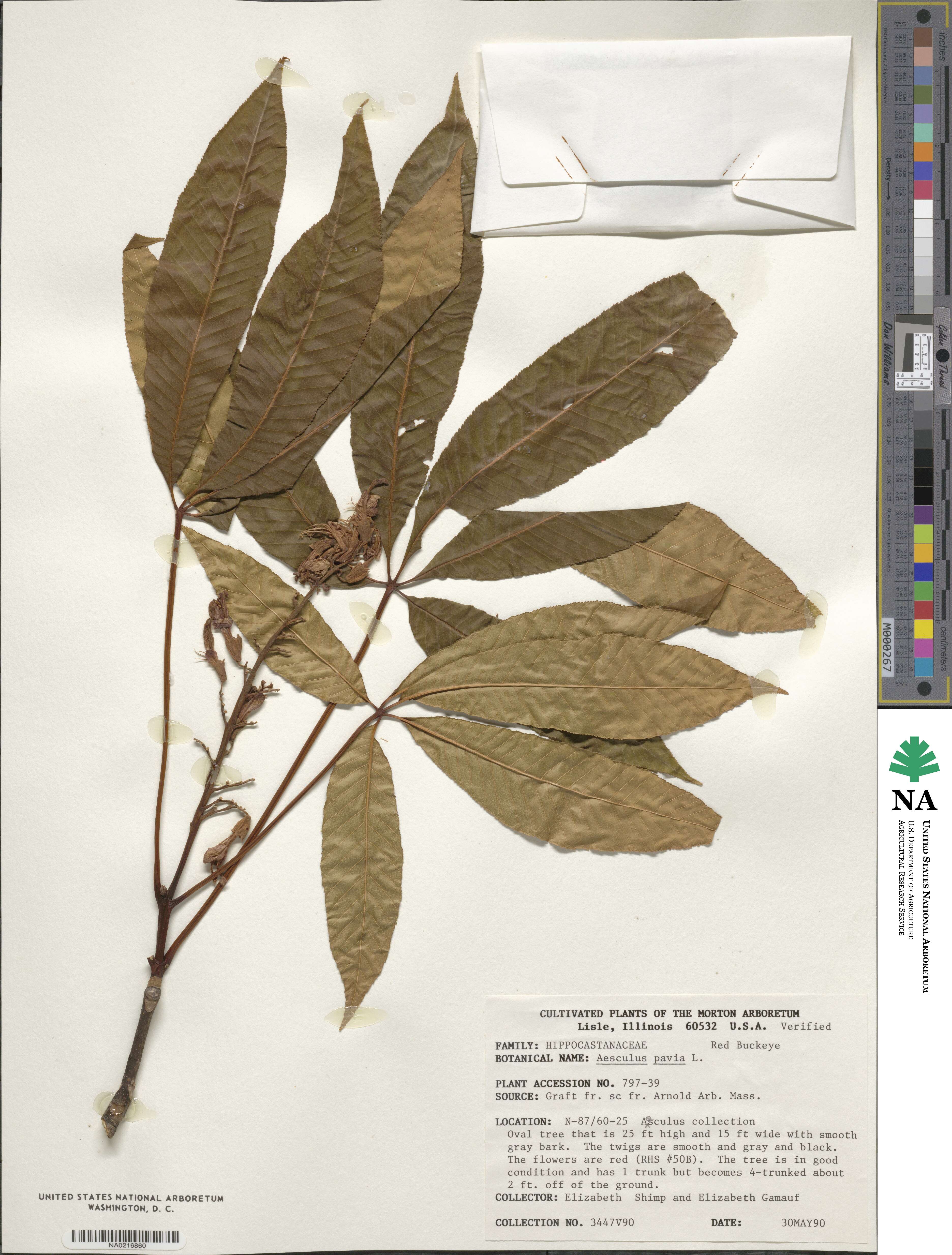 Aesculus pavia image