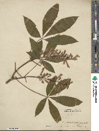 Aesculus pavia image