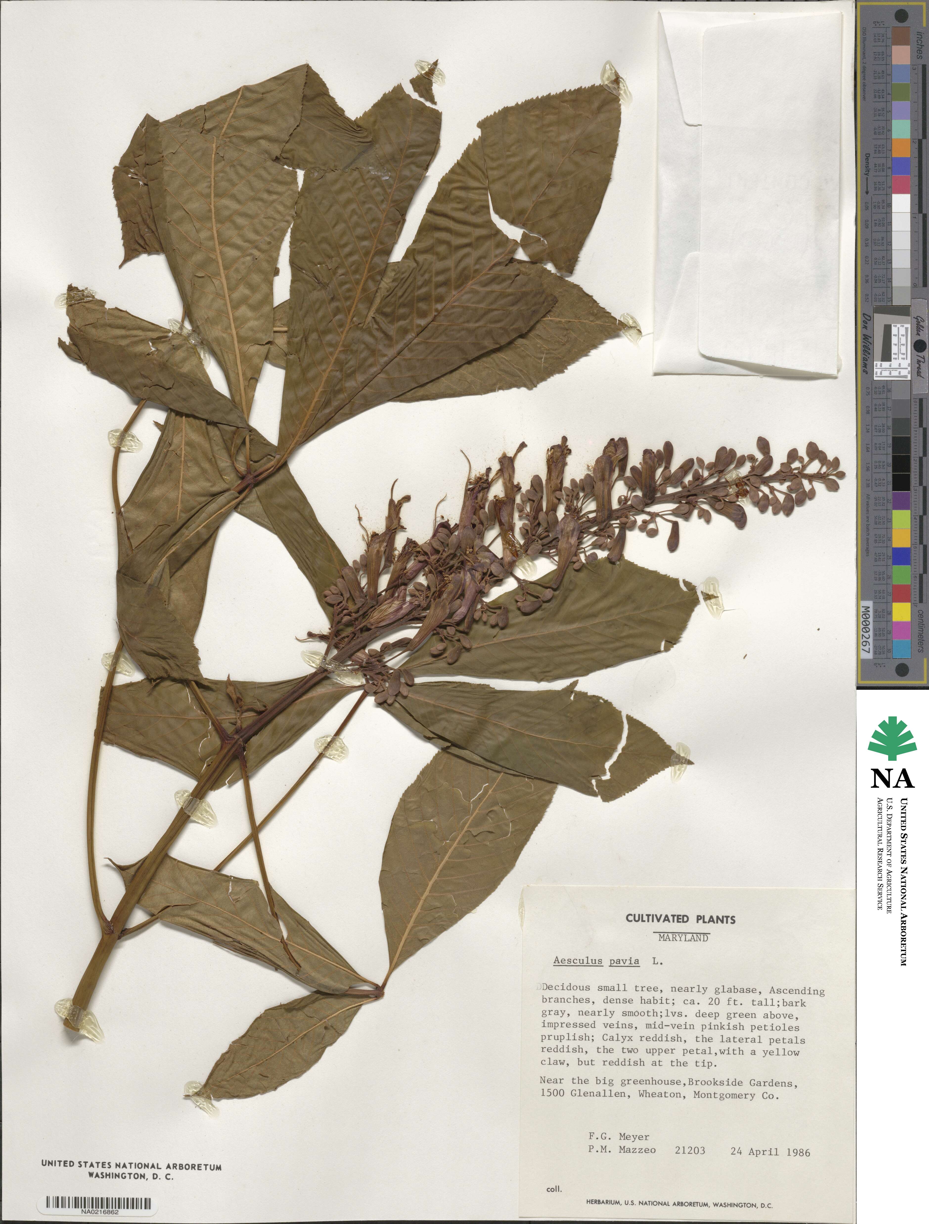 Aesculus pavia image