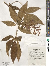 Aesculus pavia image