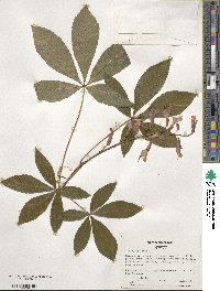 Aesculus pavia image