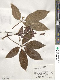 Aesculus pavia image