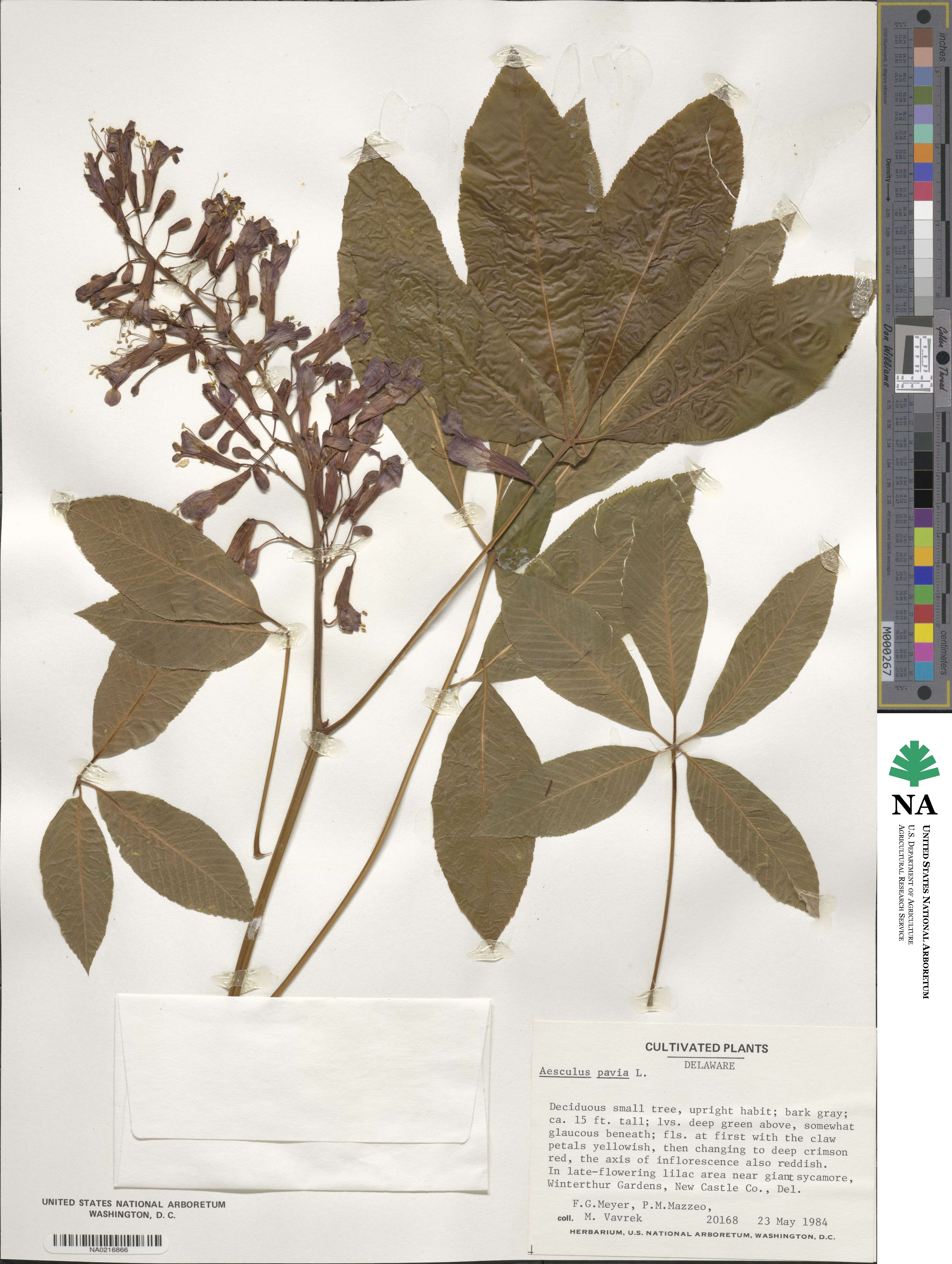 Aesculus image