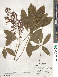 Aesculus pavia image