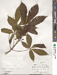 Aesculus pavia image