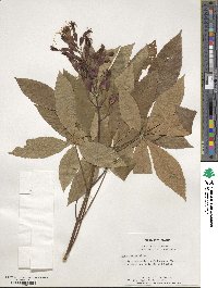 Aesculus pavia image