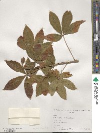 Aesculus pavia image