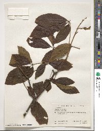 Aesculus pavia image