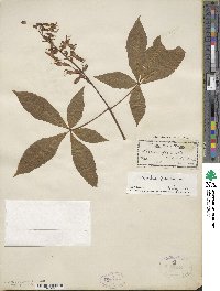 Aesculus pavia image