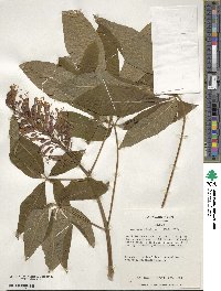 Aesculus pavia image