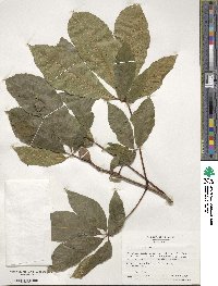 Aesculus pavia image