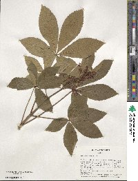 Aesculus pavia image