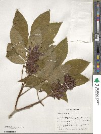 Aesculus pavia image