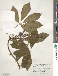 Aesculus pavia image