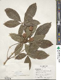 Aesculus pavia image