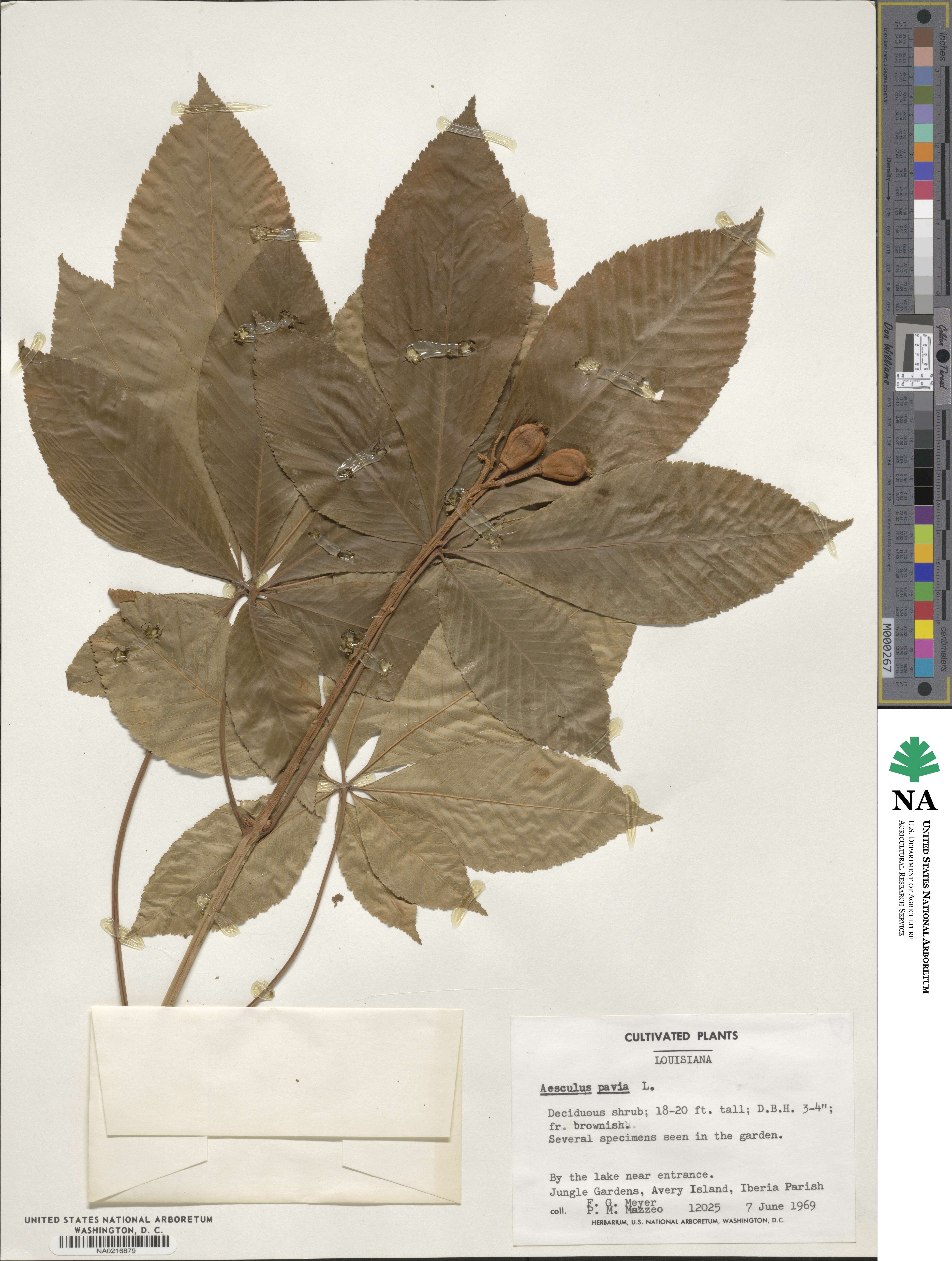 Aesculus pavia image