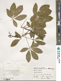 Aesculus pavia image