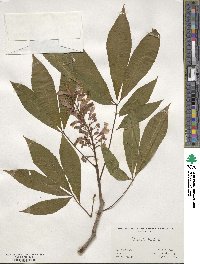 Aesculus pavia image