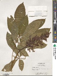 Aesculus pavia image