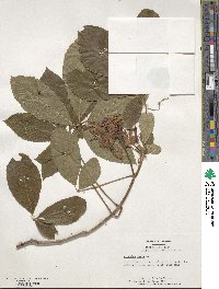 Aesculus pavia image