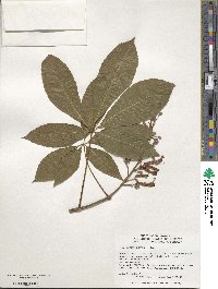 Aesculus pavia image