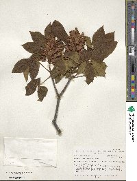 Aesculus pavia image